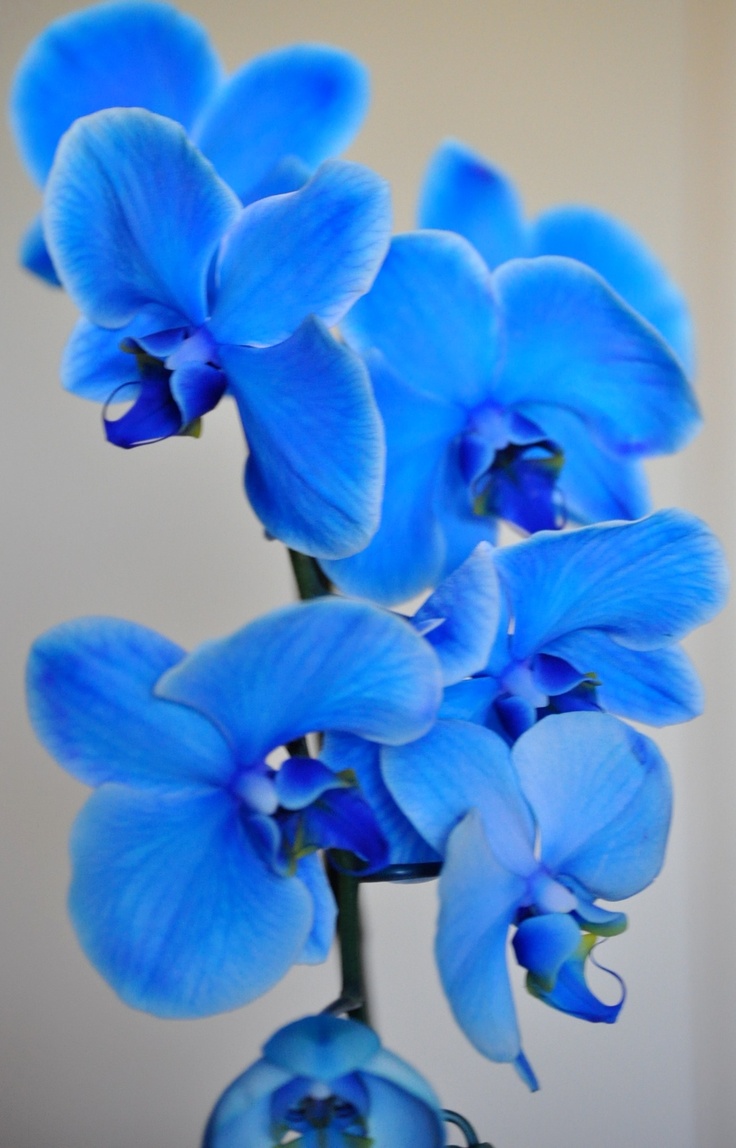 Photo:  Blue Mystique Orchids